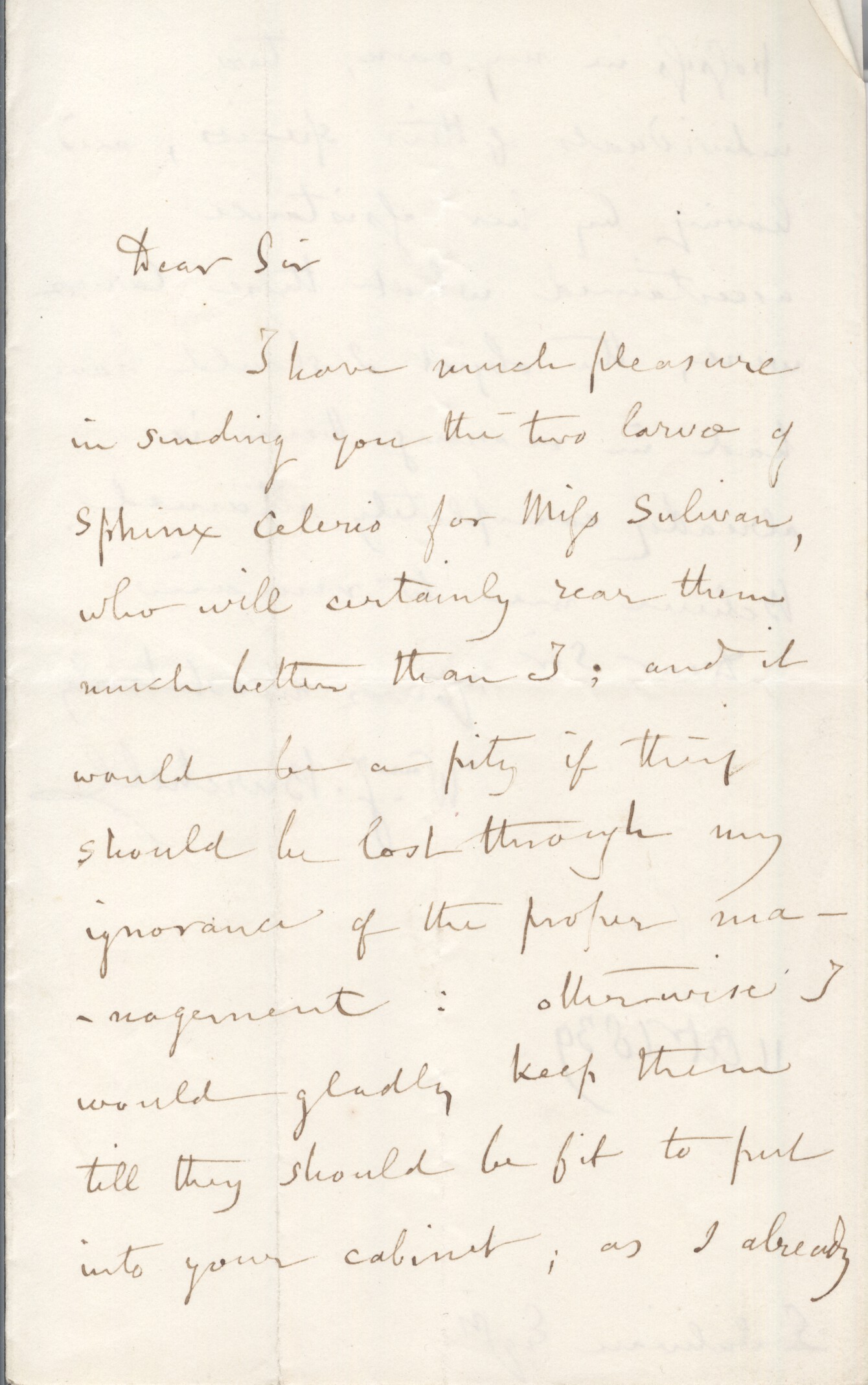 BURCHELL — Fine Autograph Letter Signed to Laurence SULIVAN | Sophie Dupré Autographs