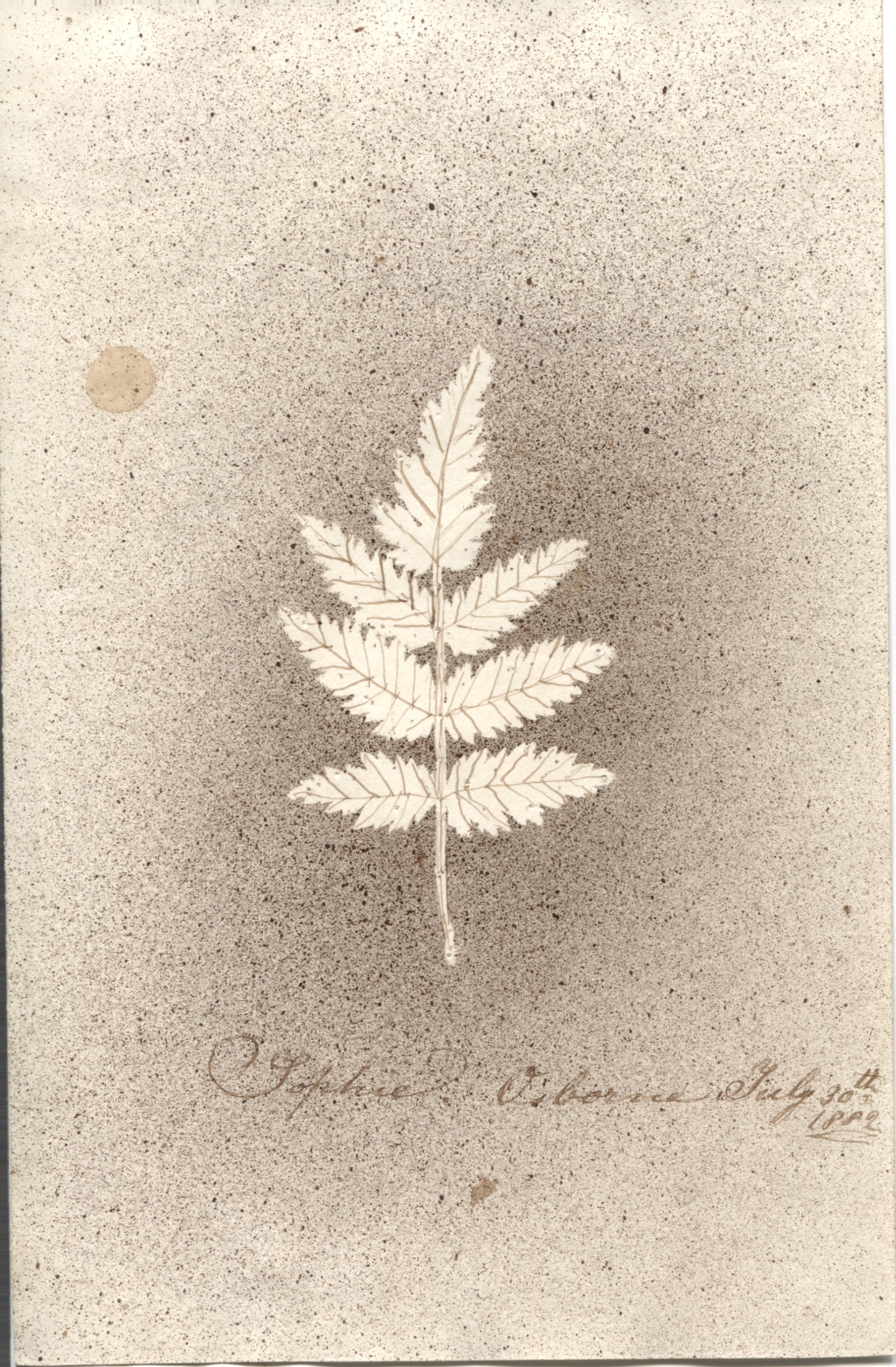 SOPHIA — Stencilled image of a leaf signed with the place and date | Sophie Dupré Autographs