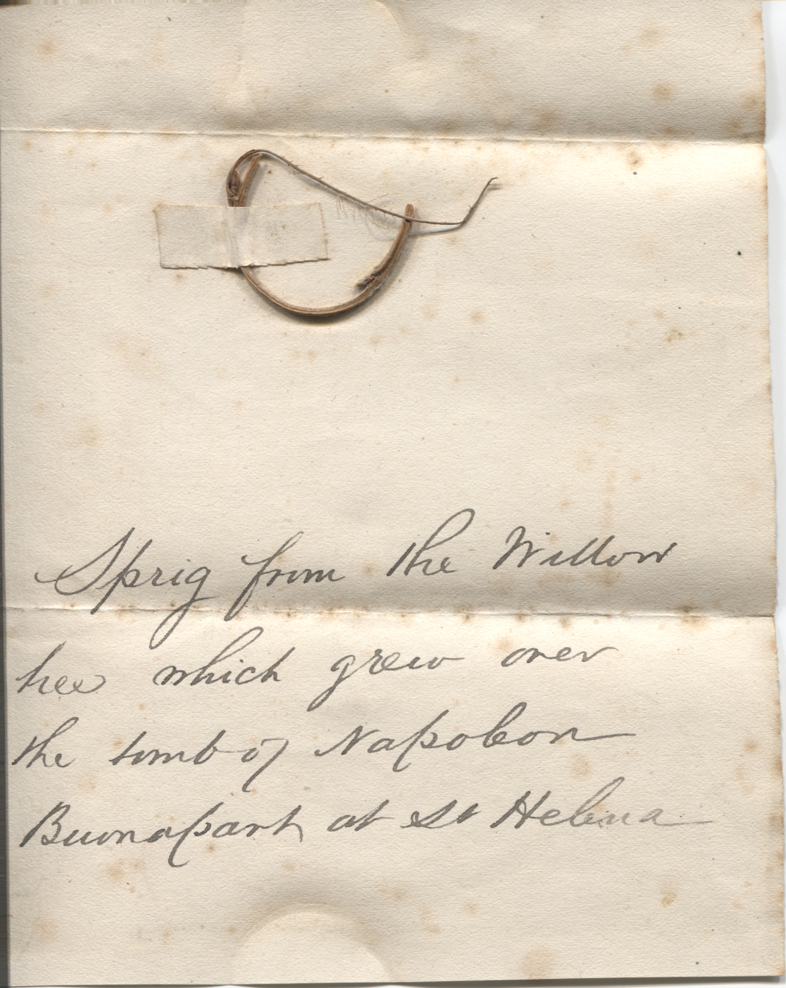 [NAPOLEON I — Sprig from the Willow over his grave attached to a piece of notepaper with a contemporary annotation | Sophie Dupré Autographs